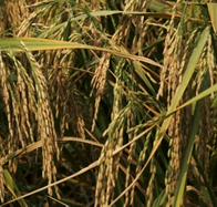 Procuraduría abrió indagación previa por presuntas irregularidades en la “Ruta del Arroz”