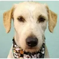 Maltrato animal Meta: hombre mató a puñaladas a un perro en Acacías por ladrarle