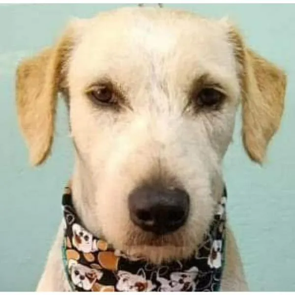 Maltrato animal Meta: hombre mató a puñaladas a un perro en Acacías por ladrarle