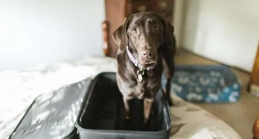 Cómo saber si un perro está diciendo adiós según revelación de lenguaje corporal