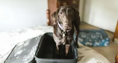 Cómo saber si un perro está diciendo adiós según revelación de lenguaje corporal