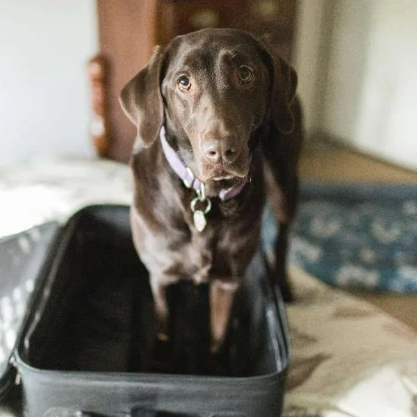 Cómo saber si un perro está diciendo adiós según revelación de lenguaje corporal