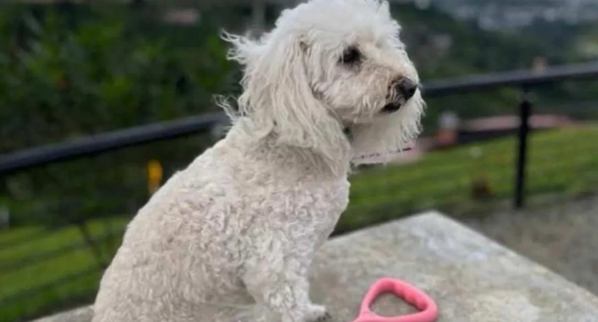 Familia en Bogotá busca a perrita que se llevaron en medio de robo a carro en Paloquemao. El animal es compañía emocional para sus dueños.