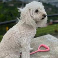 Familia en Bogotá busca a perrita que se llevaron en medio de robo a carro en Paloquemao. El animal es compañía emocional para sus dueños.