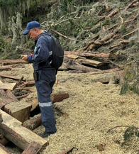 Tala ilegal en Bogotá y Cundinamarca: operativos dejan más de 500 bloques incautados