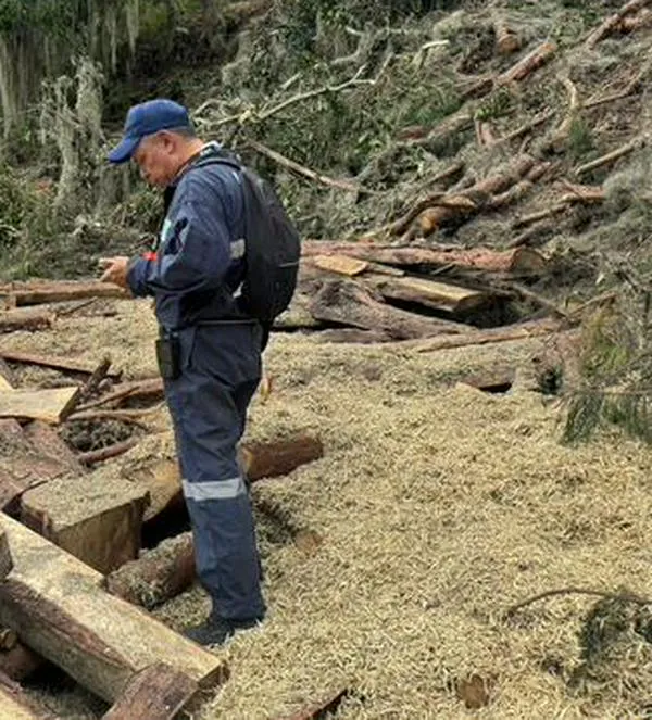 Tala ilegal en Bogotá y Cundinamarca: operativos dejan más de 500 bloques incautados