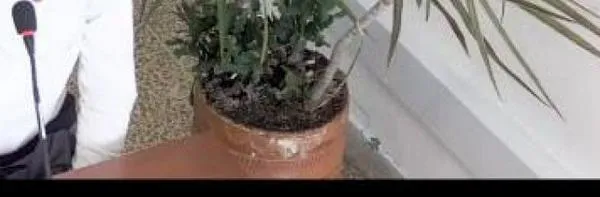 Reclamar con cuchillo, por una deuda, en barrio de Manizales, la metió en líos judiciales