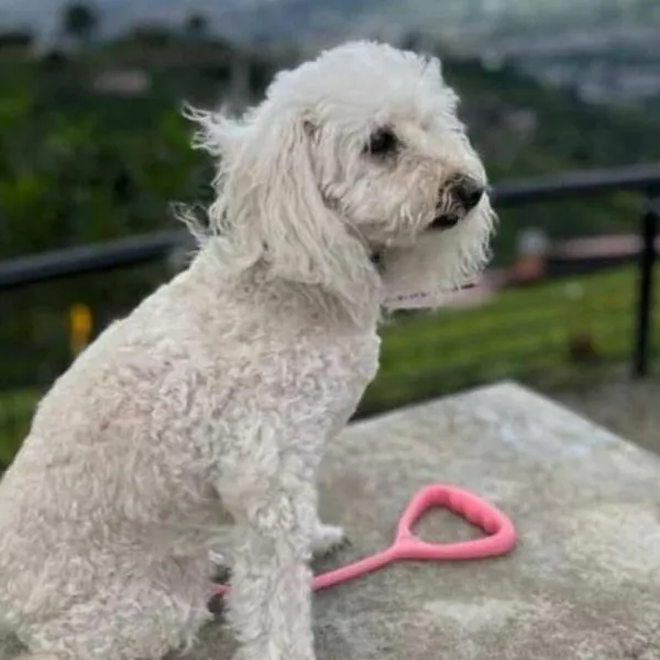 Apareció perrita que buscaban en Bogotá y que quedó en carro robado: videollamada fue clave y la entregaron sana y salva.