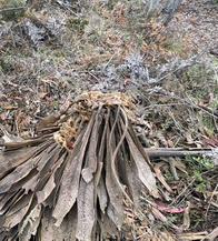 Denuncian ecocidio en Tenjo: árboles nativos y frailejones fueron talados