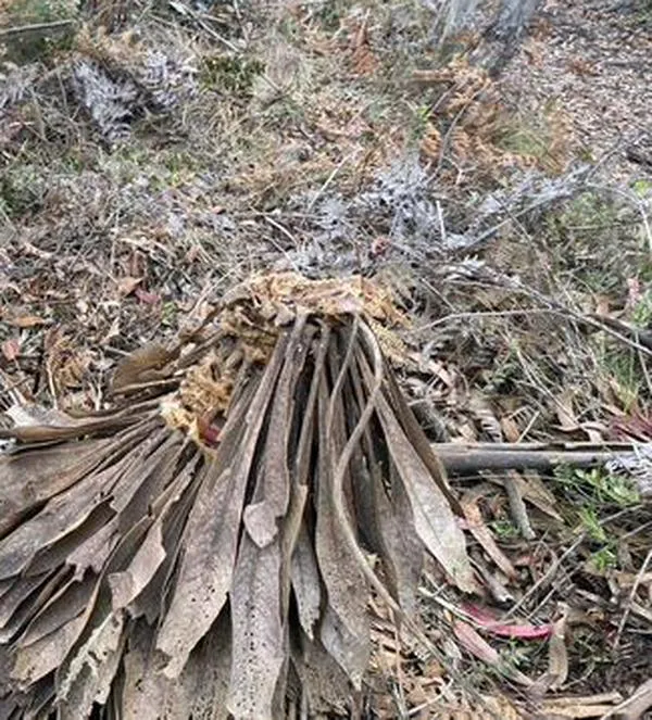 Denuncian ecocidio en Tenjo: árboles nativos y frailejones fueron talados