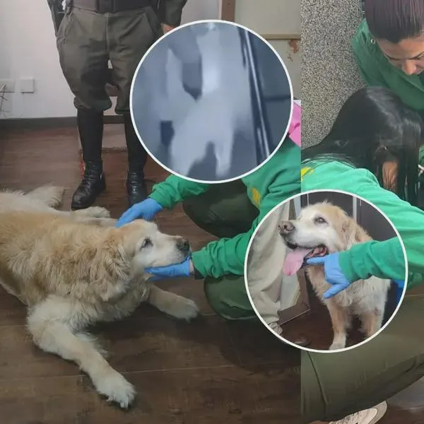 Indignación por golpiza que hombre le dio su mascota en el norte de Bogotá