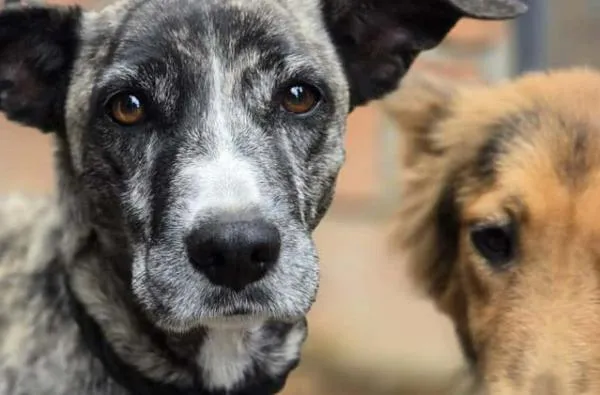Rescatan dos perritas tras denuncia de maltrato animal: no tenían agua ni alimento y una estaba herida