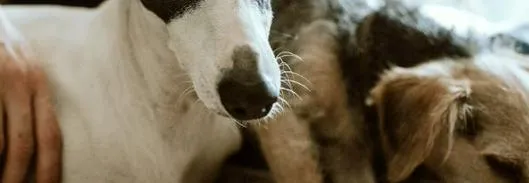 Nueva Ley obligaría a colegios a enseñar protección animal: ¿Cómo funcionaría?