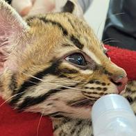 Así fue el rescate de cría de ocelote que estaba en manos de civiles en Antioquia