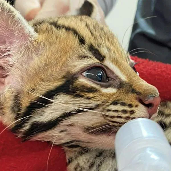 Así fue el rescate de cría de ocelote que estaba en manos de civiles en Antioquia