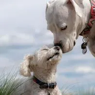 Jornadas de esterilización animal gratuitas en Cali: conozca los detalles