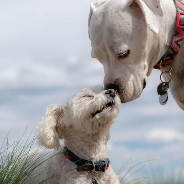 Jornadas de esterilización animal gratuitas en Cali: conozca los detalles