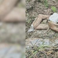 Calarcá fortalece conciencia ecológica y prácticas sostenibles con la Semana de la Educación Ambiental