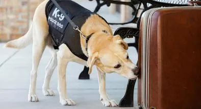 Cambiará el uso de perros en empresas de seguridad privada en Colombia: definen nuevas reglas para los negocios y las condiciones. 