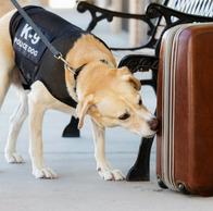 Cambiará el uso de perros en empresas de seguridad privada en Colombia: definen nuevas reglas