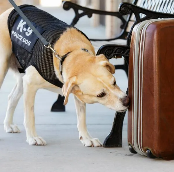 Cambiará el uso de perros en empresas de seguridad privada en Colombia: definen nuevas reglas para los negocios y las condiciones. 