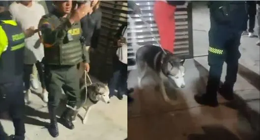 Hombre agarró a patadas a un perro en Bogotá y vecinos le cayeron al apartamento