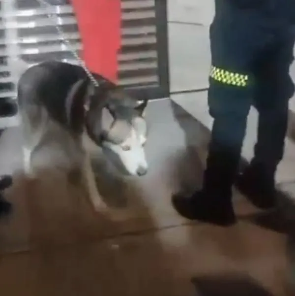 Hombre agarró a patadas a un perro en Bogotá y vecinos le cayeron al apartamento