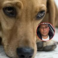 Ofrecen recompensa por hombre que mató a perro por robarle carne, en Antioquia