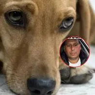 Ofrecen recompensa por hombre que mató a perro por robarle carne, en Antioquia
