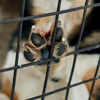 Hombre mató perro en Antioquia: se entregará luego de grabar golpiza