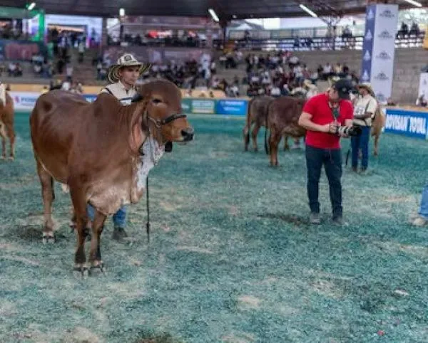 Capital del Eje Cafetero celebra récord de 77 ejemplares de una raza en la Feria Nacional Ganadera