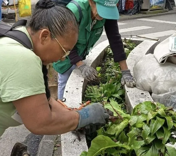 Armenia embellece su Centro: 66 jardineras reciben mantenimiento para mejorar el paisaje urbano