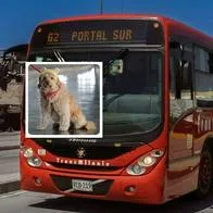 Qué hace Transmilenio con perros abandonados o maltratados en Bogotá, con bloque