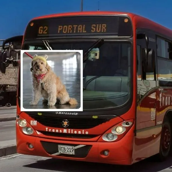 Qué hace Transmilenio con perros abandonados o maltratados en Bogotá, con bloque