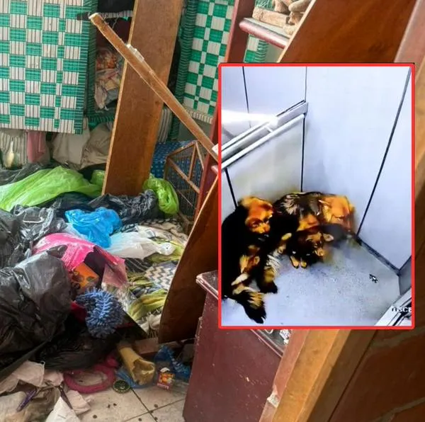 En recuadro, los perros maltratados por un sujeto en La Estrella, Antioquia. Al fondo, las condiciones en que los tenían