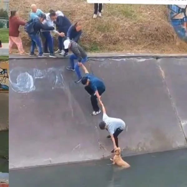 Rescataron a un perro que cayó en un caño en Bogotá haciendo una cadena humana
