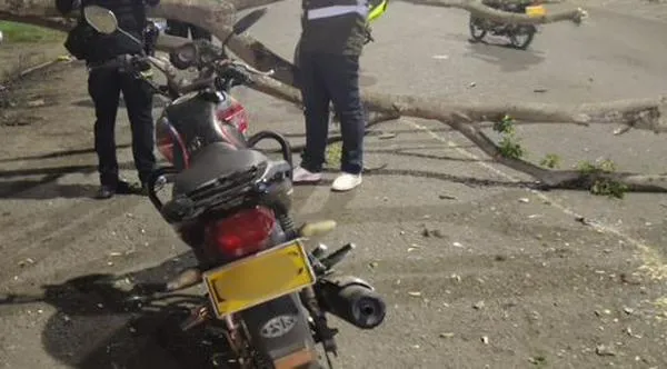 Hombre falleció tras caída de árbol en el oriente de Cali; autoridades investigan el caso