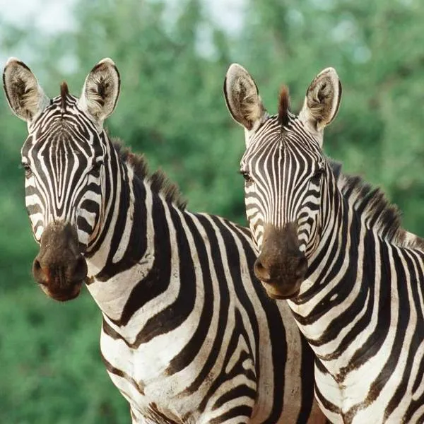 Foto de cebras, en nota de por qué las cebras, pandas y otros animales son blancos y negros, según ciencia