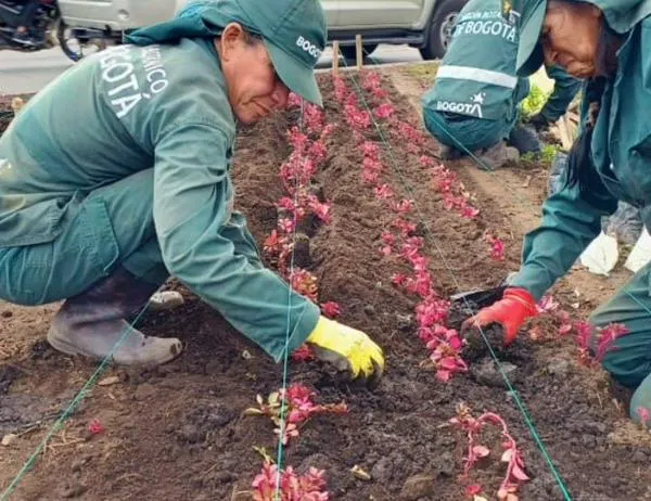 Historias del verde urbano: ¡Florece la avenida más verde y arbolada de Bogotá! 