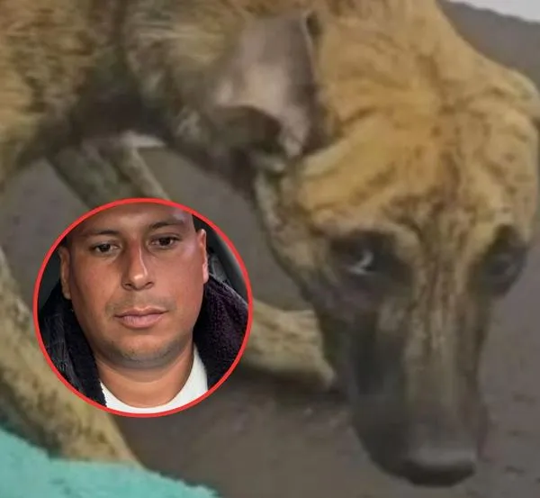 Perro que fue brutalmente atacado tenía oscuro nombre: hay detalles del caso