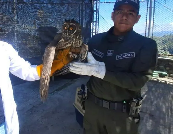 Rescatan en Manizales un búho y un tucán esmeralda que presentaban dificultades para volar