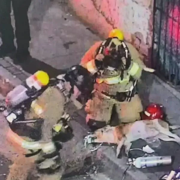 Momento del rescate de un perro que quedó atrapado en un incendio, en Medellín