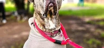 Astra Milagros fue adoptada después de 2.321 días de espera en Bogotá 