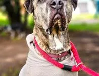  Astra Milagros fue adoptada después de 2.321 días de espera en Bogotá 