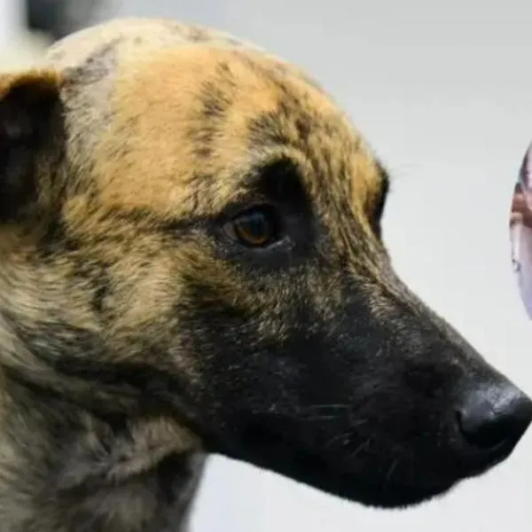 Justicia en caso de maltrato animal que indignó a Antioquia: agresor aceptó los cargos