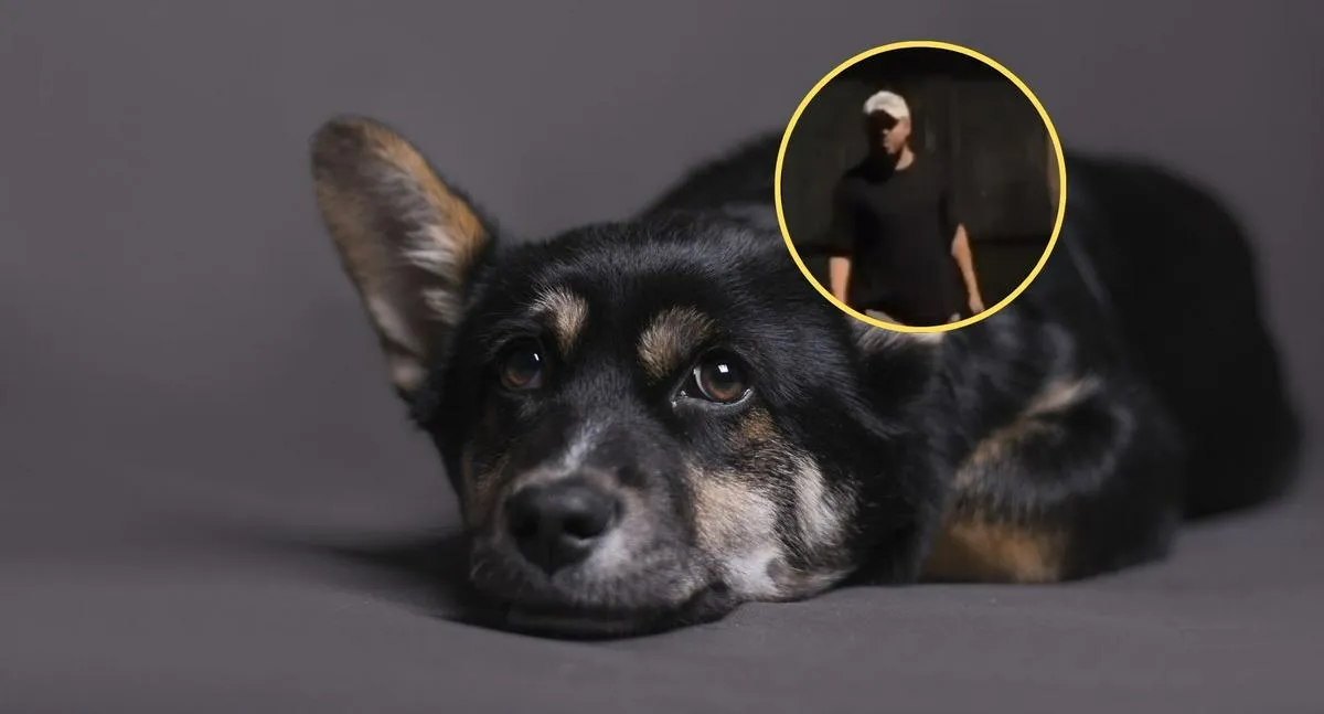 Hombre amenazó con matar a perros en Bogotá porque ladran; Policía lo dejó libre