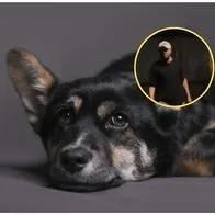 Hombre amenazó con matar a perros en Bogotá porque ladran; Policía lo dejó libre