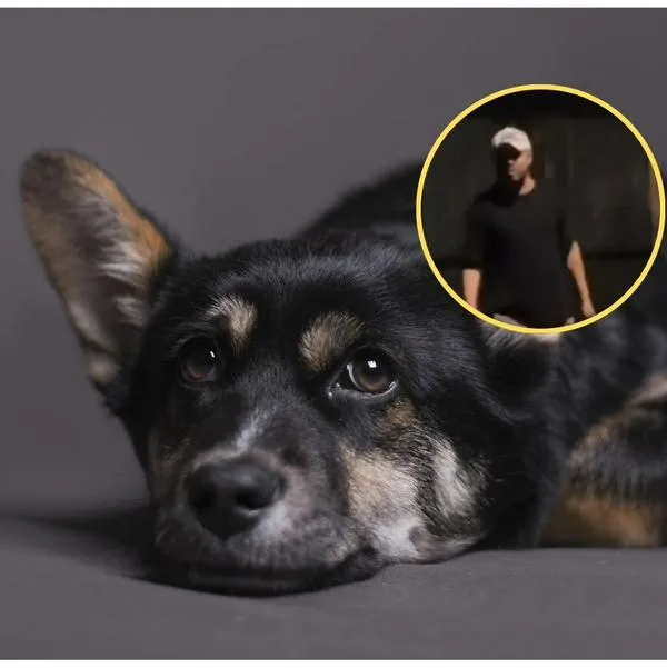 Hombre amenazó con matar a perros en Bogotá porque ladran; Policía lo dejó libre