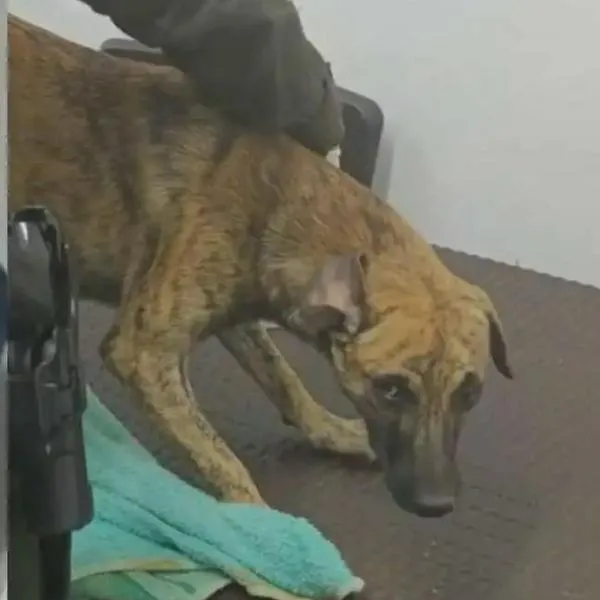 Qué pasó con el perro golpeado brutalmente: tiene secuelas y muestran cómo está