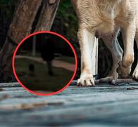 Nuevo caso de maltrato animal en Cundinamarca: perro fue golpeado en un parque